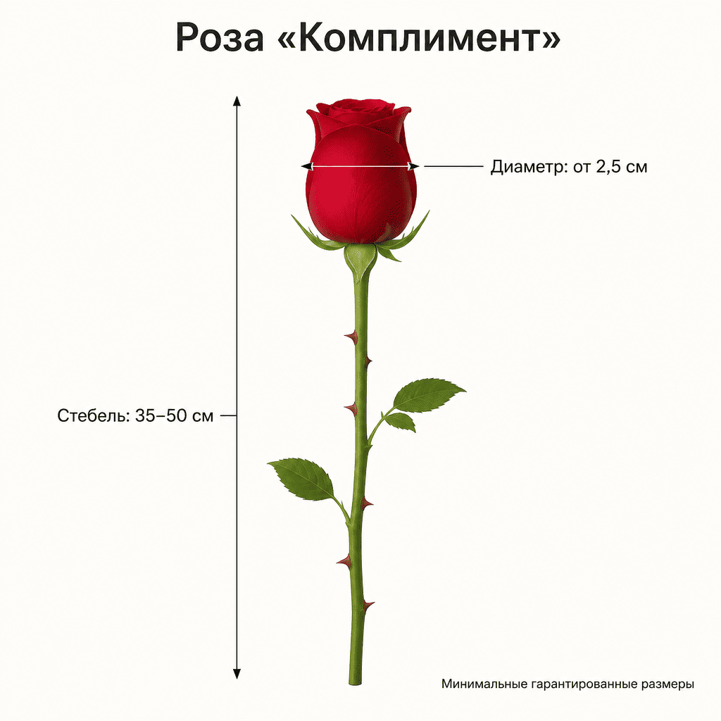 Роза «Комплимент» Белая